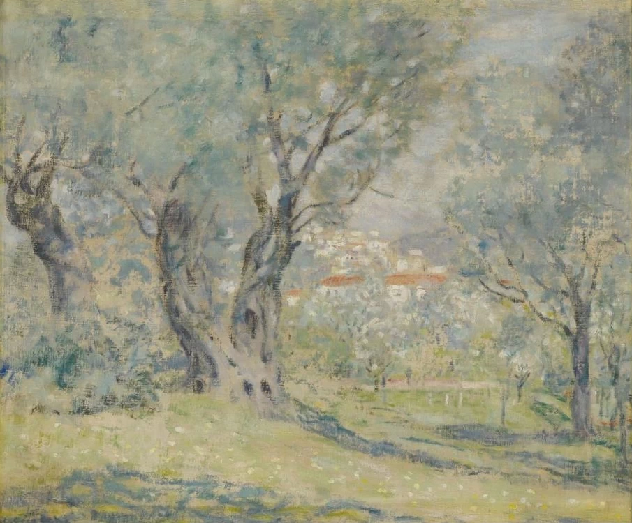 Ulivi a Cagnes